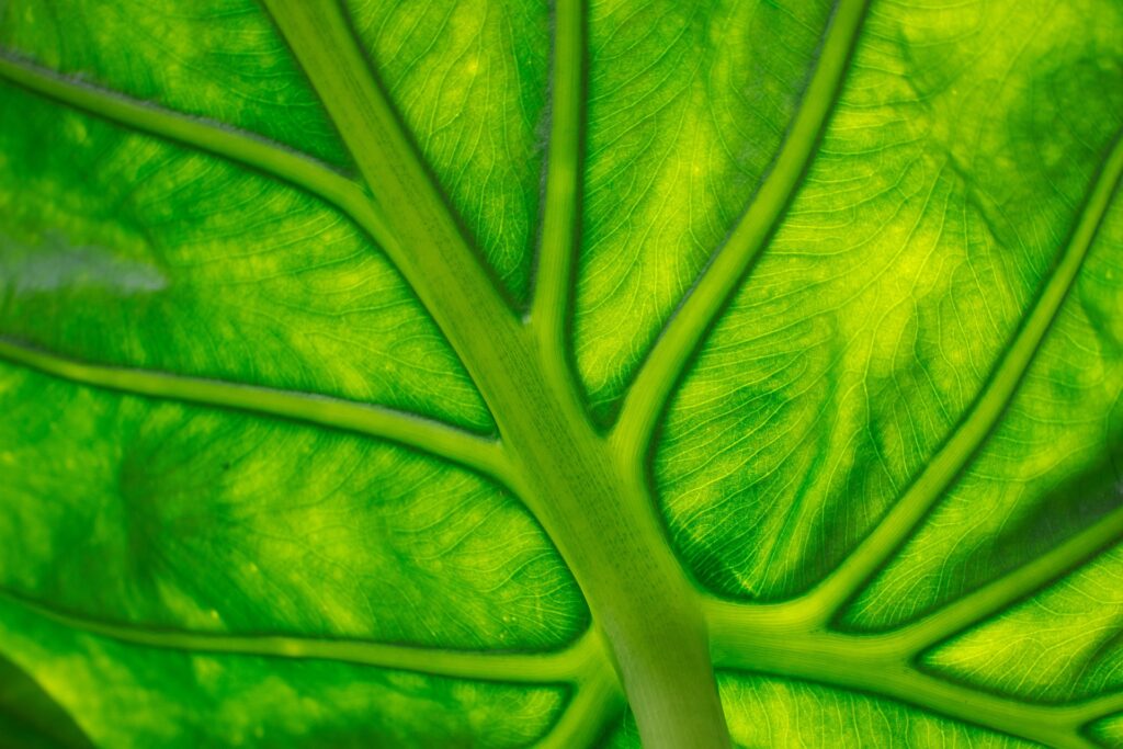 This image has an empty alt attribute; its file name is leaf-g9766056f3_1920-1024x683.jpg